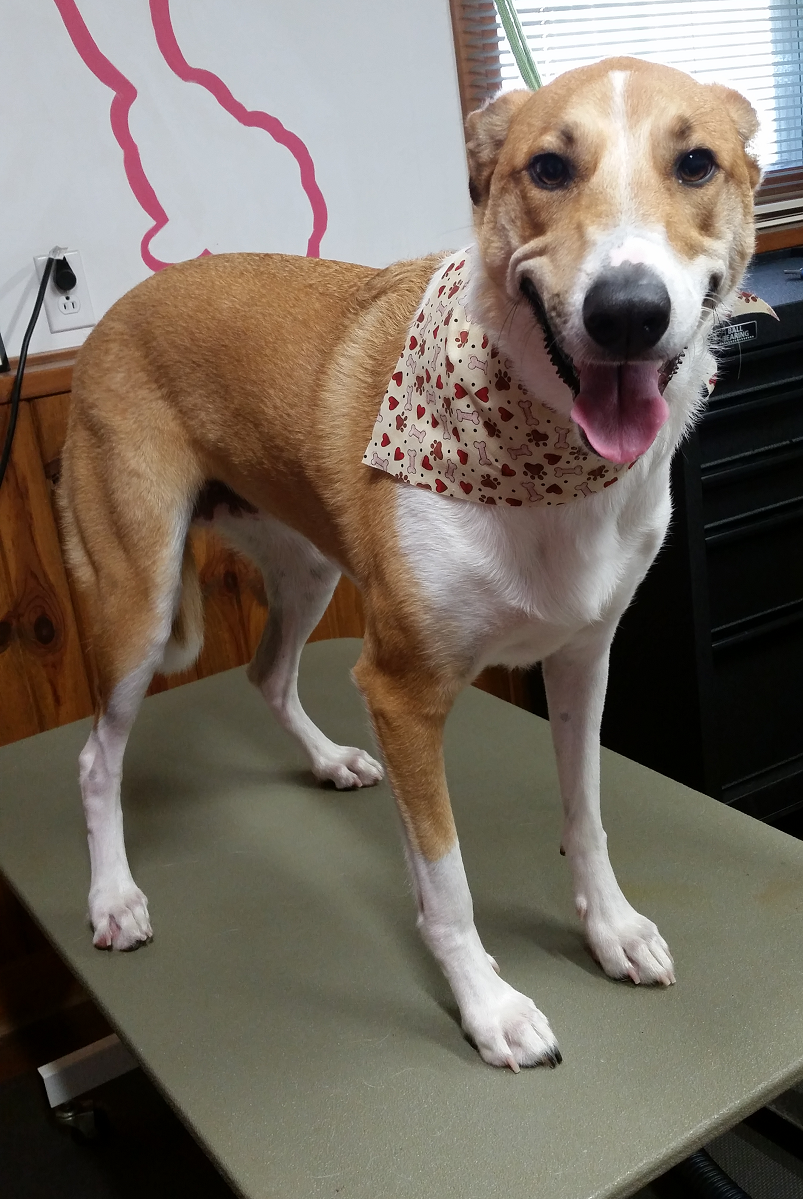 Gallery Grooming By Jessica