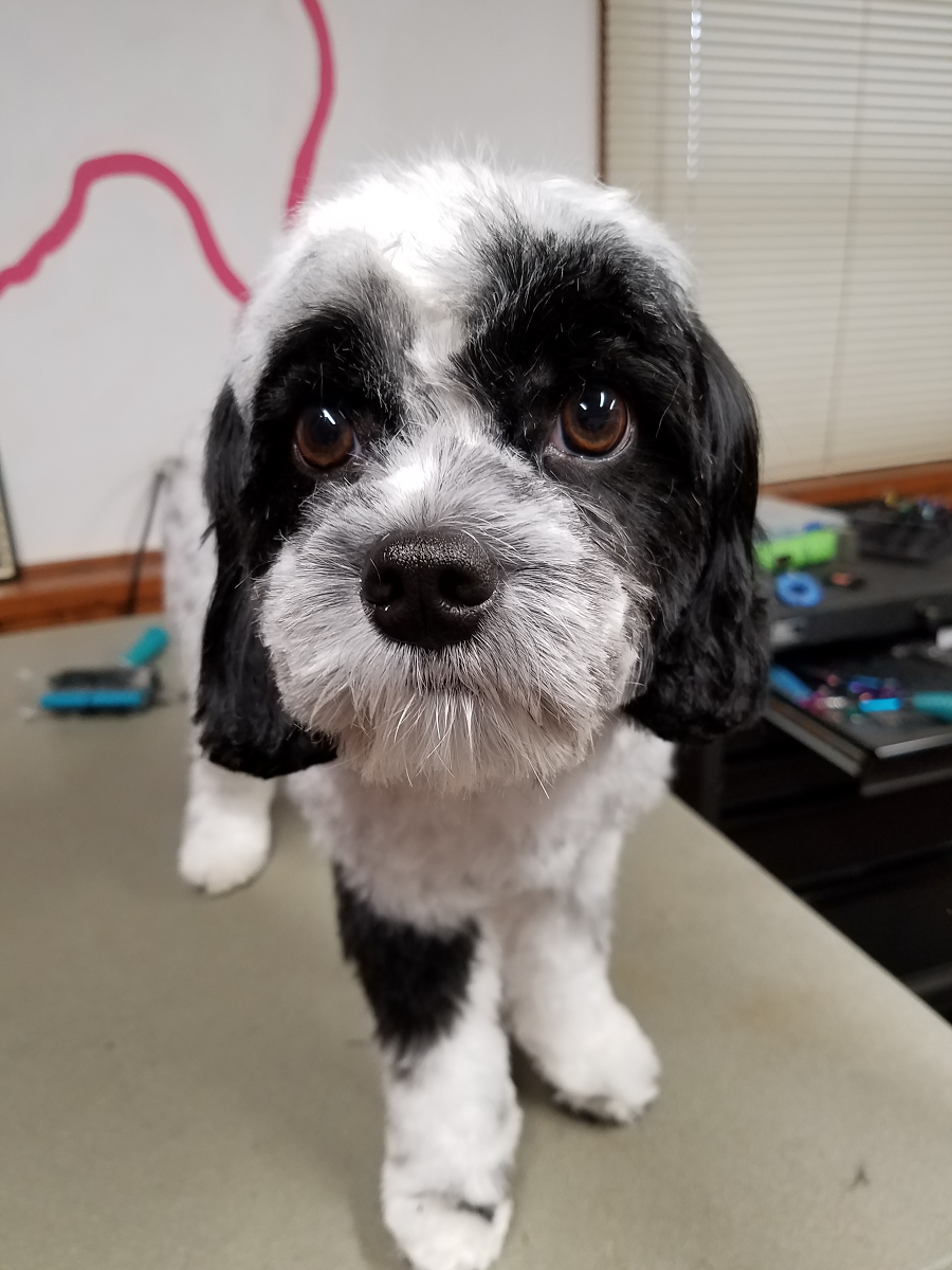 Gallery Grooming By Jessica