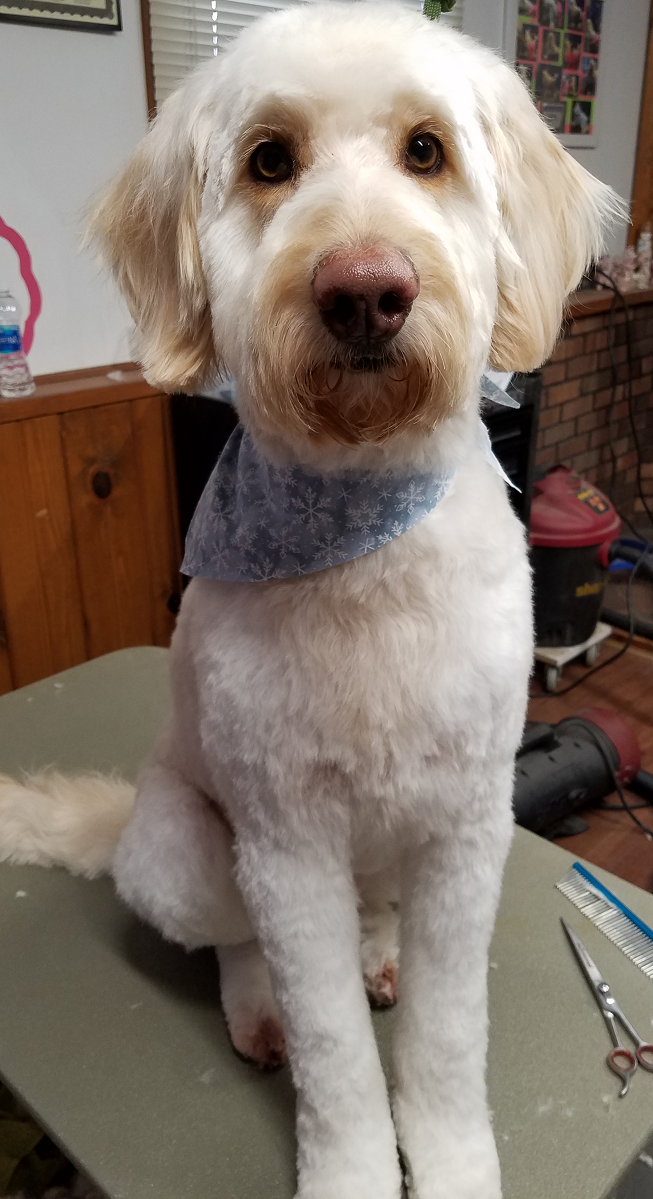 Gallery Grooming By Jessica