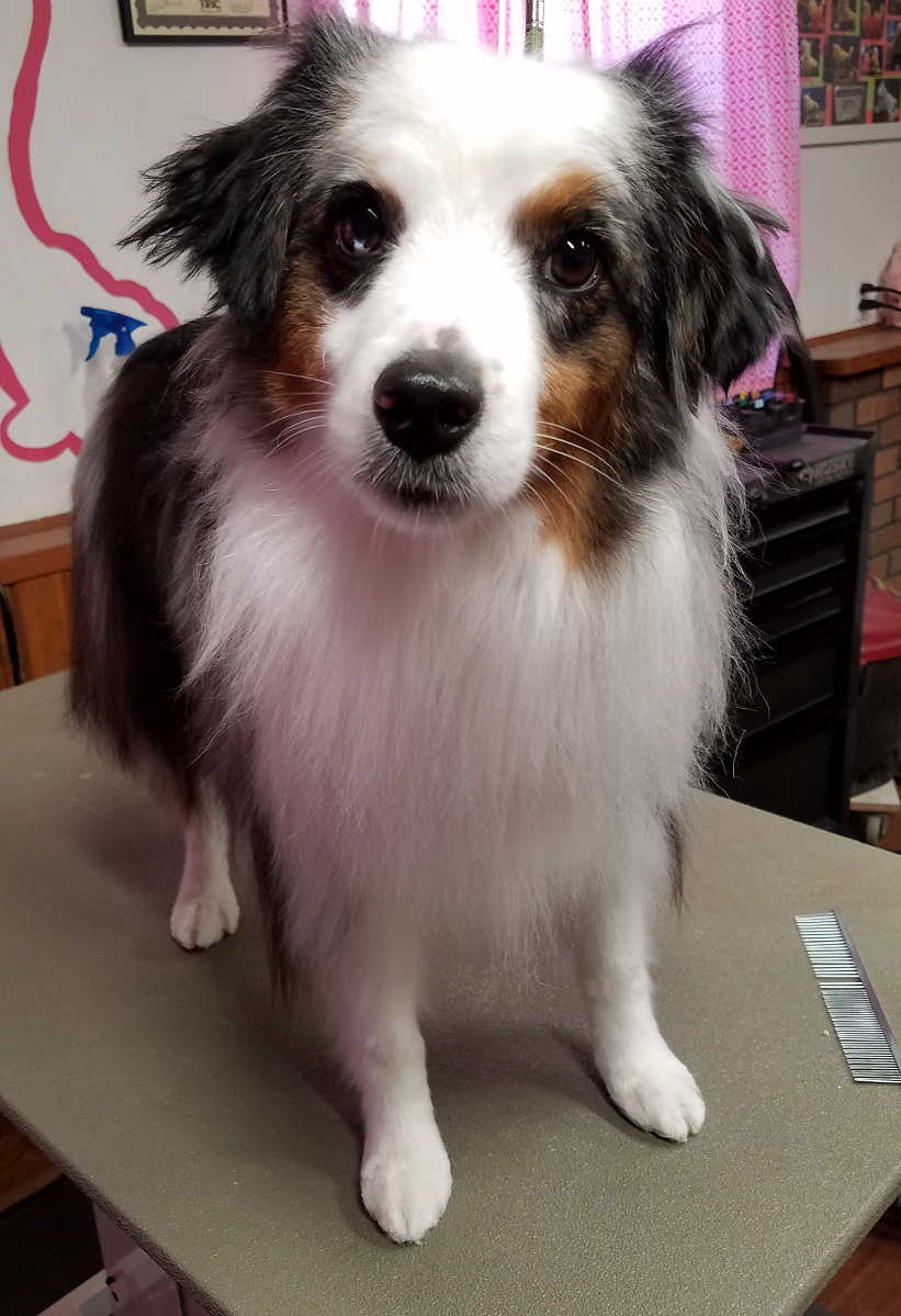 Gallery Grooming By Jessica