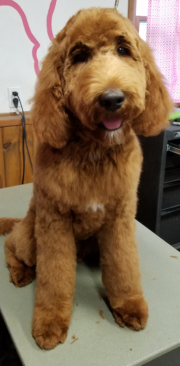 Gallery Grooming By Jessica